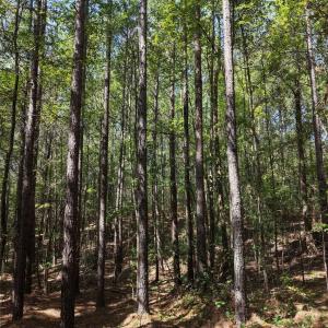 Photo #22 of TBD NC HWY 109, Wadesboro, NC