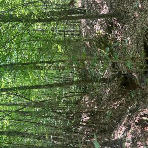 Photo #30 of TBD NC HWY 109, Wadesboro, NC