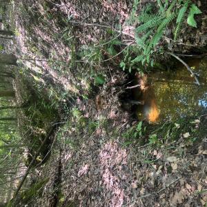 Photo #27 of TBD NC HWY 109, Wadesboro, NC
