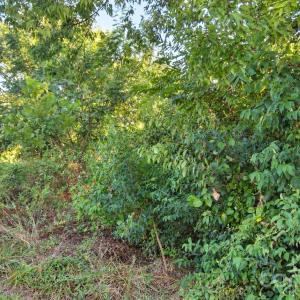 Photo #8 of 727 Webber, Chester, SC