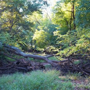 Photo #35 of 2233 Rodman, Chester, SC