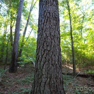 Photo #28 of 2233 Rodman, Chester, SC