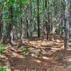 Photo #7 of Narrow Bridge, Chester, SC