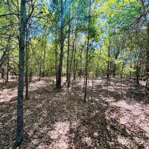 Photo #3 of Lot 167 Brangus, Cheraw, SC