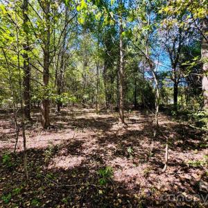 Photo #5 of Lot 167 Brangus, Cheraw, SC