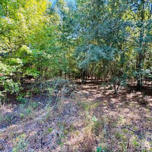 Photo #2 of Lot 167 Brangus, Cheraw, SC