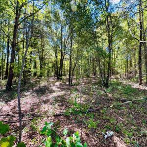 Photo #4 of Lot 167 Brangus, Cheraw, SC