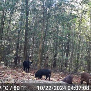 Photo #4 of 4079 Jefferson Davis, Bethune, SC