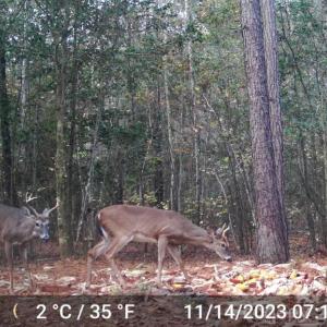 Photo #3 of 4079 Jefferson Davis, Bethune, SC