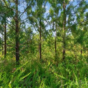 Photo #23 of Blanton, Sharon, SC