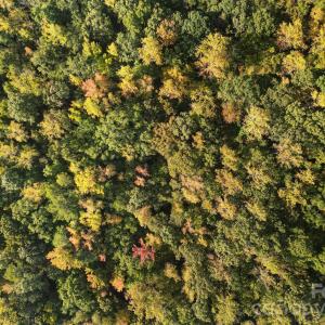 Photo #9 of Shadybark, Catawba, SC