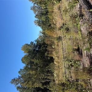 Photo #2 of TBD Rock House, Mount Croghan, SC