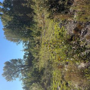 Photo #3 of TBD Rock House, Mount Croghan, SC