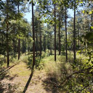 Photo #44 of 393 Red Hill, Wadesboro, NC