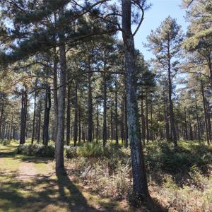 Photo #45 of 393 Red Hill, Wadesboro, NC