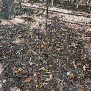 Photo #14 of Lot 2 Ramah Church, York, SC