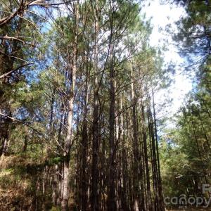 Photo #6 of 60 Ac Armenia, Chester, SC