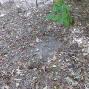 Photo #26 of 60 Ac Armenia, Chester, SC