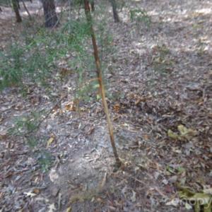 Photo #10 of 60 Ac Armenia, Chester, SC