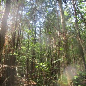 Photo #2 of 40 Lunenburg County Road, Victoria, VA 60.0 acres