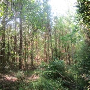 Photo #3 of 40 Lunenburg County Road, Victoria, VA 60.0 acres