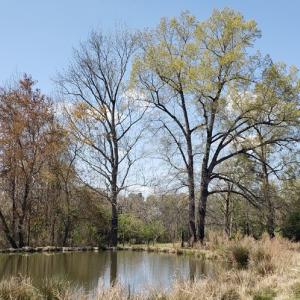 Photo #20 of 716 Augusta, Edgefield, SC 30.3 acres