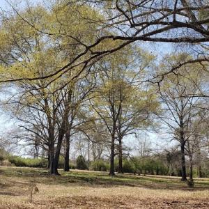 Photo #28 of 716 Augusta, Edgefield, SC 30.3 acres