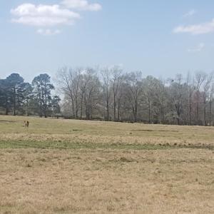 Photo #10 of 716 Augusta, Edgefield, SC 30.3 acres