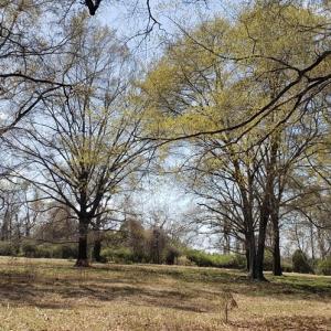 Photo #11 of 716 Augusta, Edgefield, SC 30.3 acres