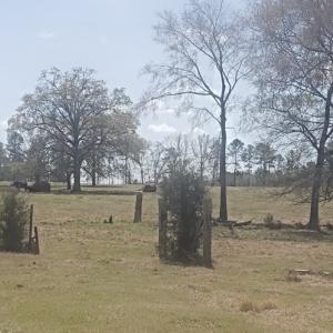 Photo #16 of 716 Augusta, Edgefield, SC 30.3 acres