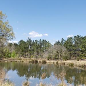 Photo #27 of 716 Augusta, Edgefield, SC 30.3 acres