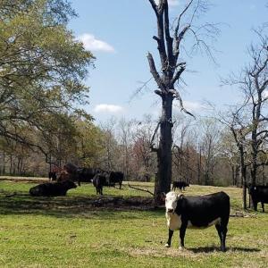 Photo #17 of 716 Augusta, Edgefield, SC 30.3 acres