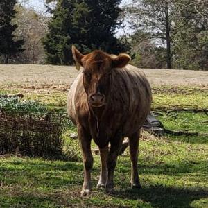 Photo #2 of 716 Augusta, Edgefield, SC 30.3 acres