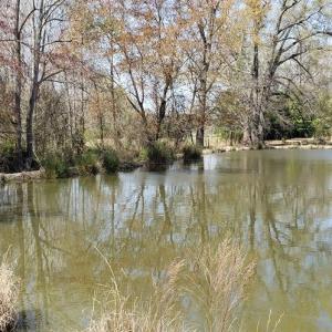 Photo #18 of 716 Augusta, Edgefield, SC 30.3 acres