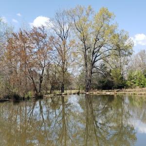 Photo #5 of 716 Augusta, Edgefield, SC 30.3 acres