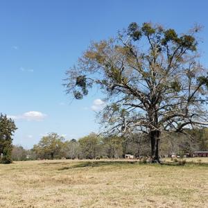 Photo #6 of 716 Augusta, Edgefield, SC 30.3 acres