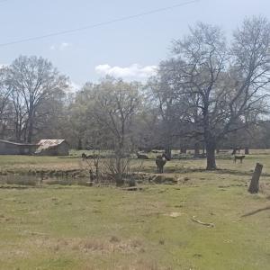 Photo #9 of 716 Augusta, Edgefield, SC 30.3 acres