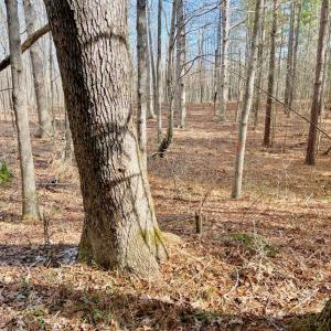 Photo #7 of 360 East Patrick Henry Highway, Crewe, VA 19.2 acres