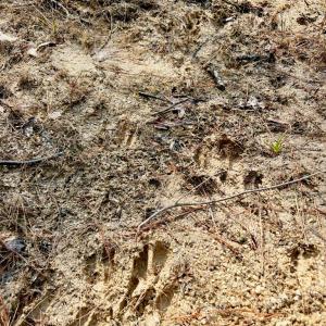 Photo #9 of 360 East Patrick Henry Highway, Crewe, VA 19.2 acres