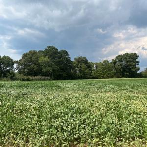 Photo #6 of Lot 3 WATERSIDE DR, NEW CHURCH, VA 2.5 acres