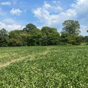 Photo #12 of Lot 7 WATERSIDE DR, NEW CHURCH, VA 5.1 acres