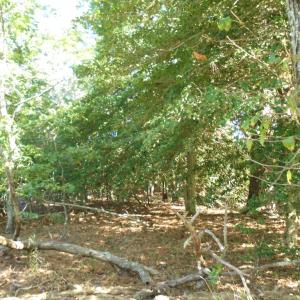 Photo #6 of 3391 VAUCLUSE LN, MACHIPONGO, VA 0.5 acres
