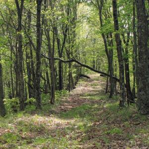 Photo #40 of 1435 Brewster Hollow Road, Bandy, VA 756.0 acres