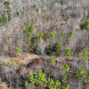 Photo #4 of 727 Wrights Road, Crewe, VA 25.7 acres