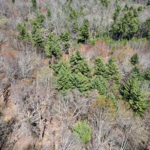 Photo #28 of Reedsville Rd NW, Floyd, VA 36.6 acres