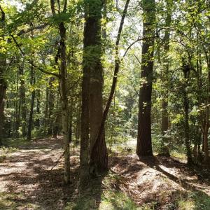 Photo #2 of Lot 8 WELLINGTON NECK RD, FRANKTOWN, VA 1.3 acres