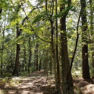 Photo #3 of Lot 8 WELLINGTON NECK RD, FRANKTOWN, VA 1.3 acres