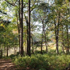 Photo #4 of Lot 8 WELLINGTON NECK RD, FRANKTOWN, VA 1.3 acres