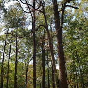 Photo #5 of Lot 8 WELLINGTON NECK RD, FRANKTOWN, VA 1.3 acres