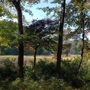 Photo #6 of Lot 8 WELLINGTON NECK RD, FRANKTOWN, VA 1.3 acres